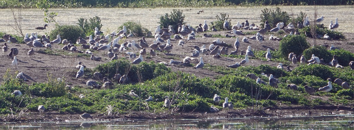 California Gull - ML620775373