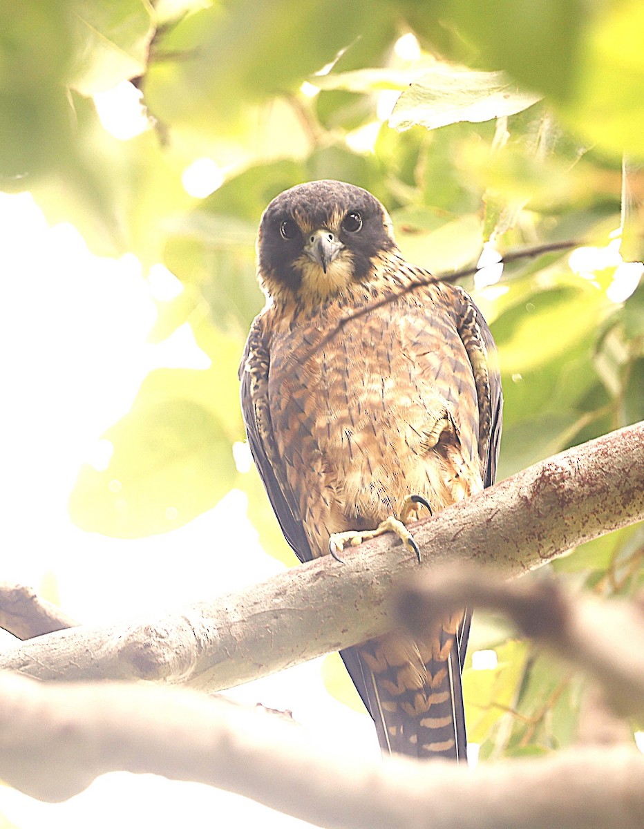 Australian Hobby - ML620775375