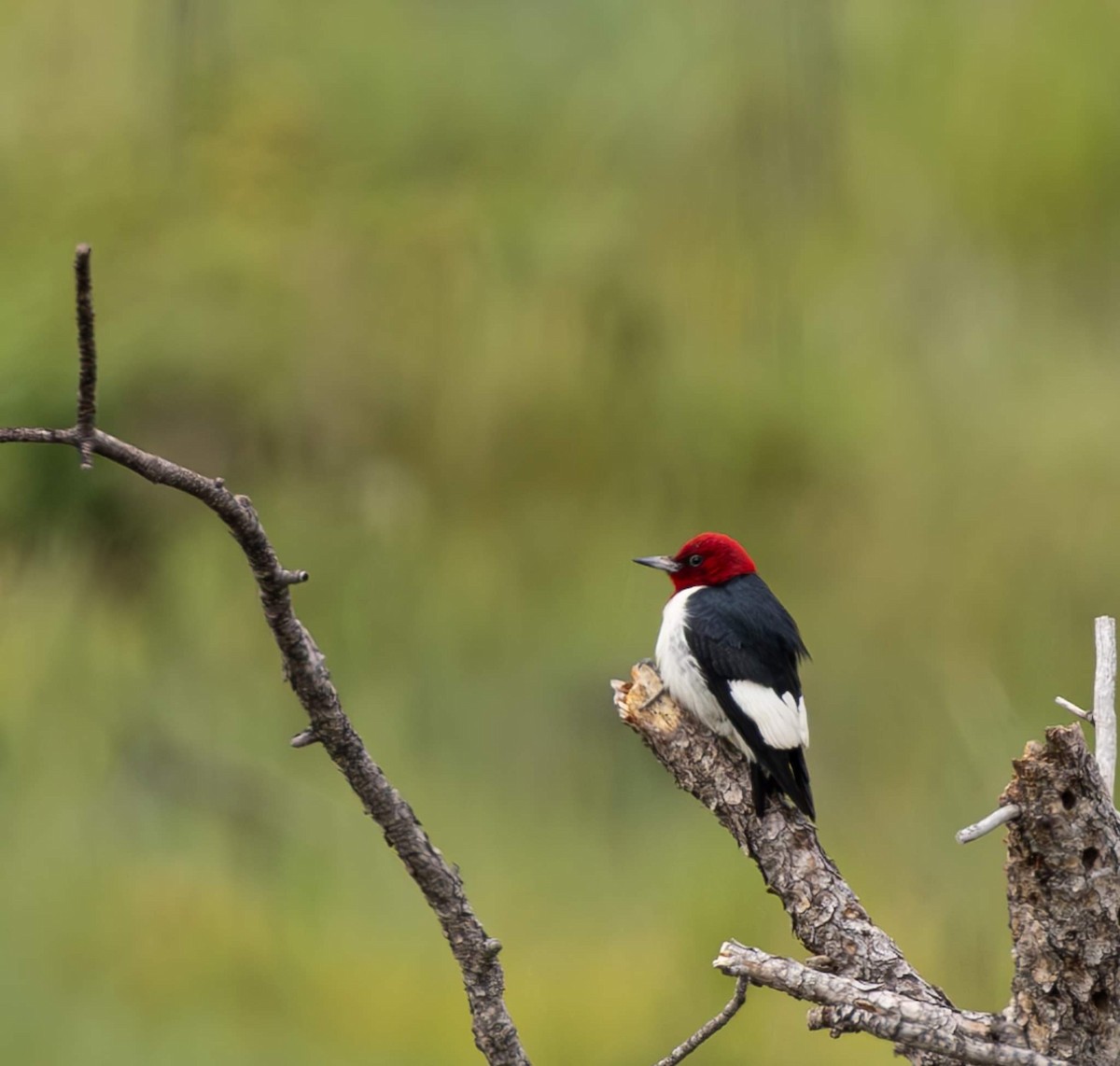 Pic à tête rouge - ML620775377