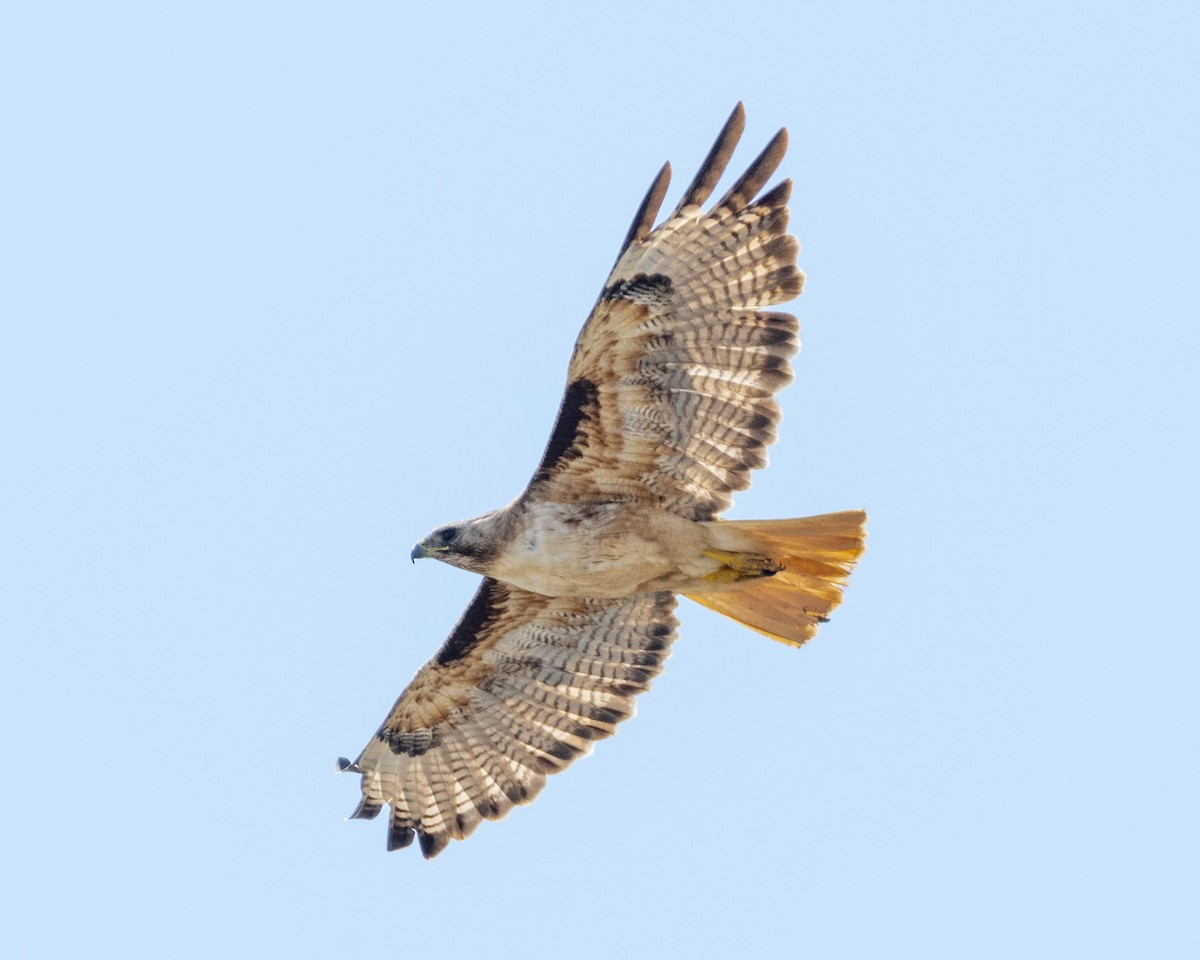 Red-tailed Hawk - ML620775379