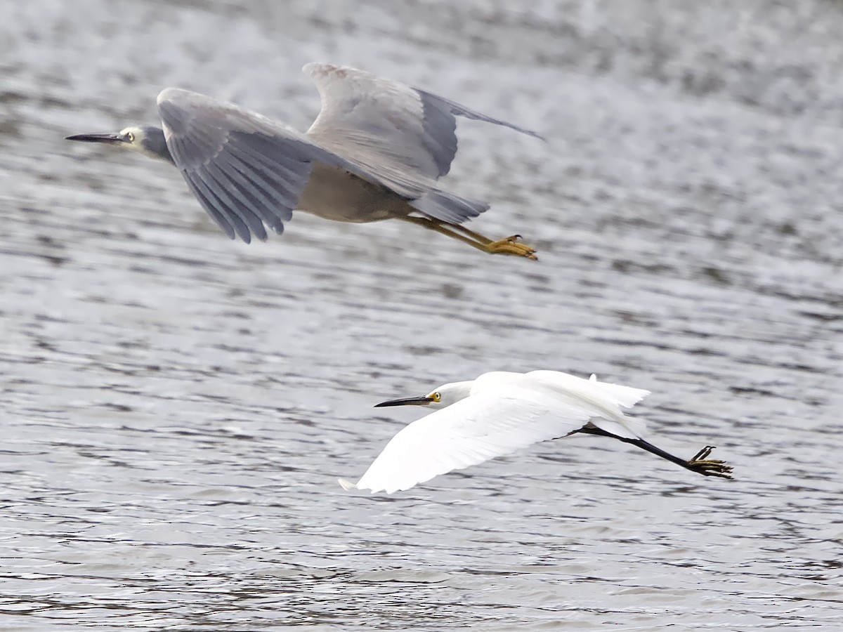 Little Egret - ML620775380