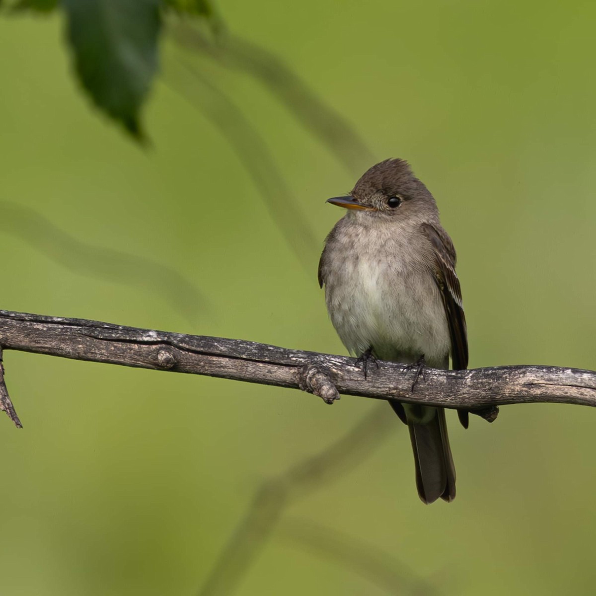 Western Wood-Pewee - ML620775382
