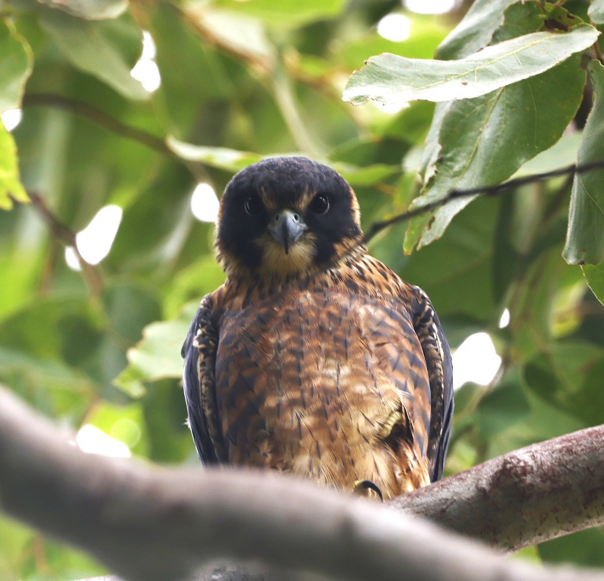 Australian Hobby - ML620775383