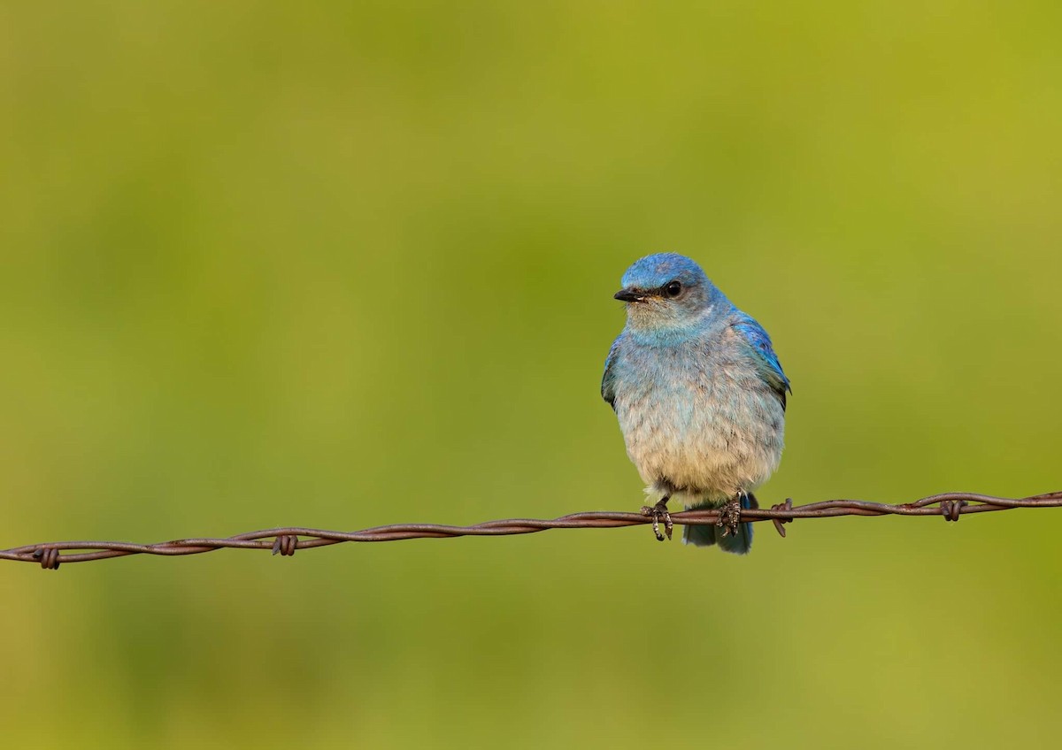 Mountain Bluebird - ML620775387
