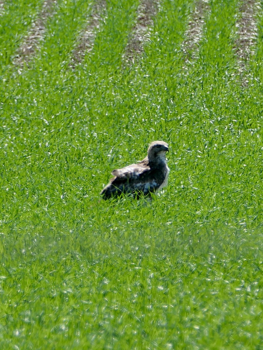 Red-tailed Hawk - ML620775390