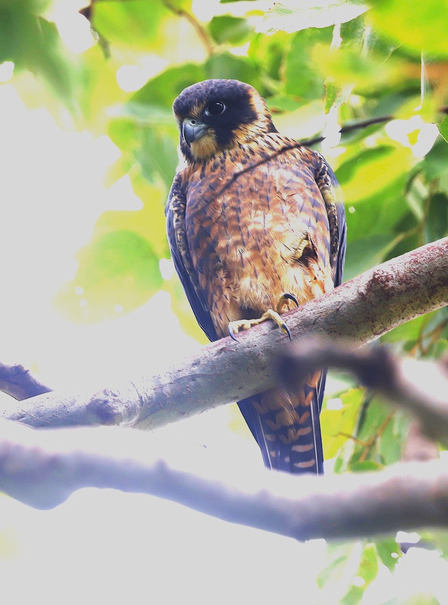 Australian Hobby - ML620775391