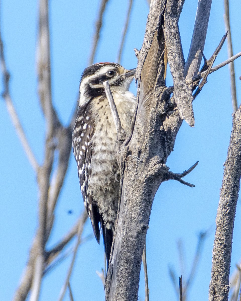 Nuttall's Woodpecker - ML620775393