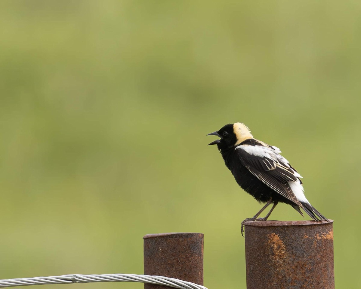 Bobolink - Kyle Gebhart