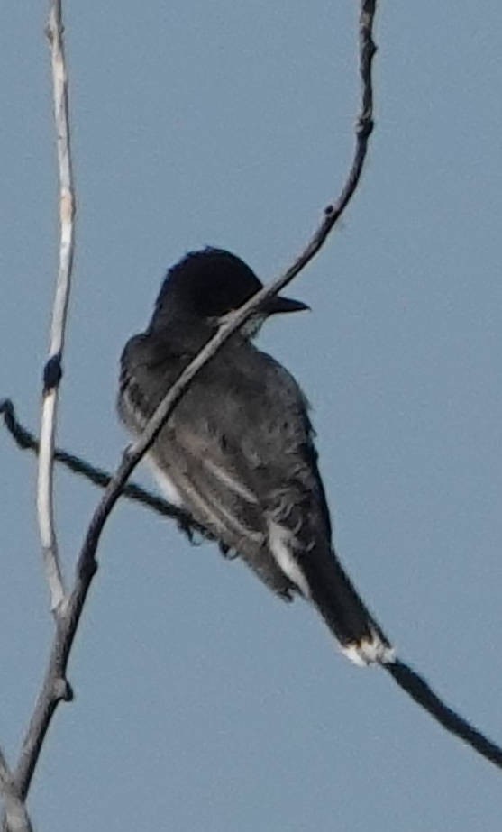 Eastern Kingbird - ML620775397