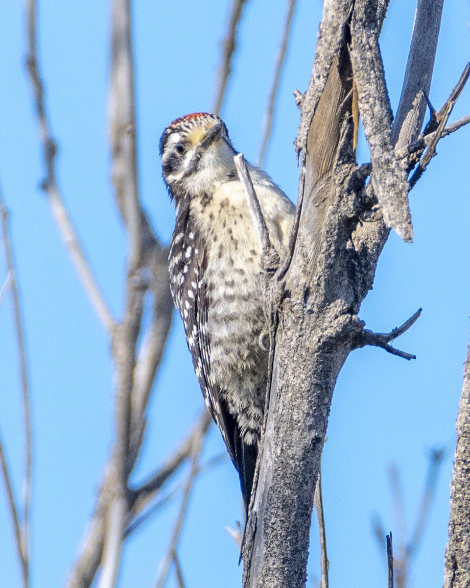 Nuttall's Woodpecker - ML620775398