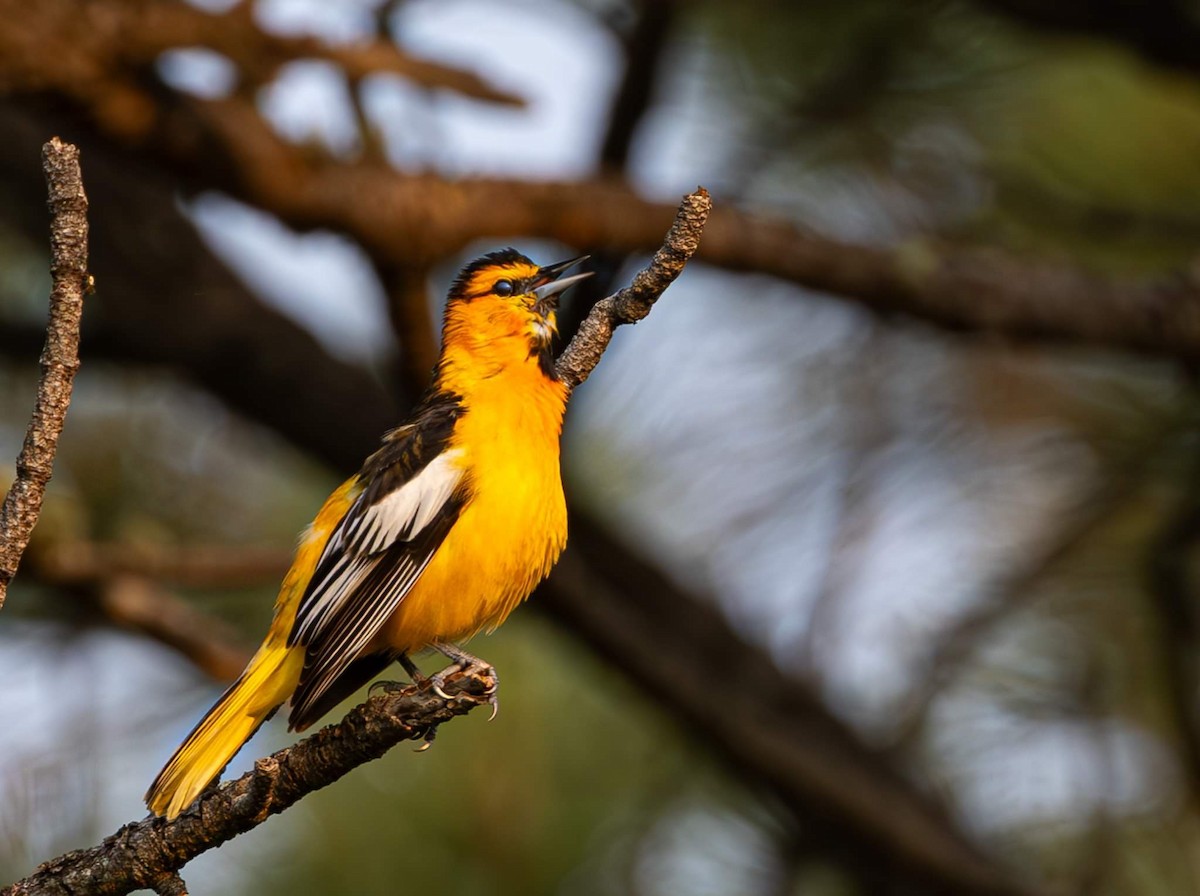 Bullock's Oriole - ML620775399