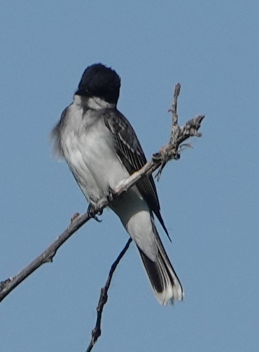 Eastern Kingbird - ML620775400