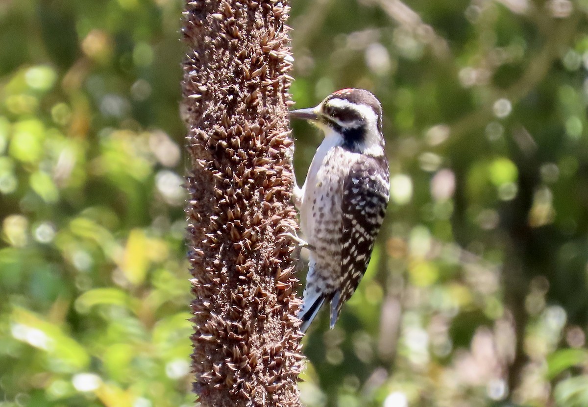 Nuttall's Woodpecker - ML620775402