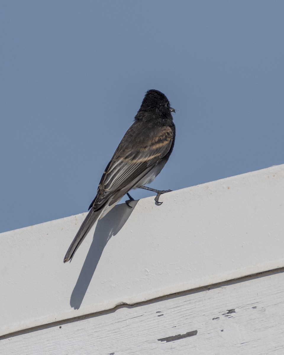 Black Phoebe - ML620775407