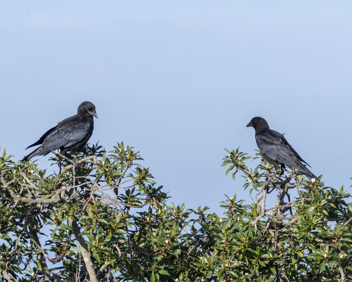 American Crow - ML620775414