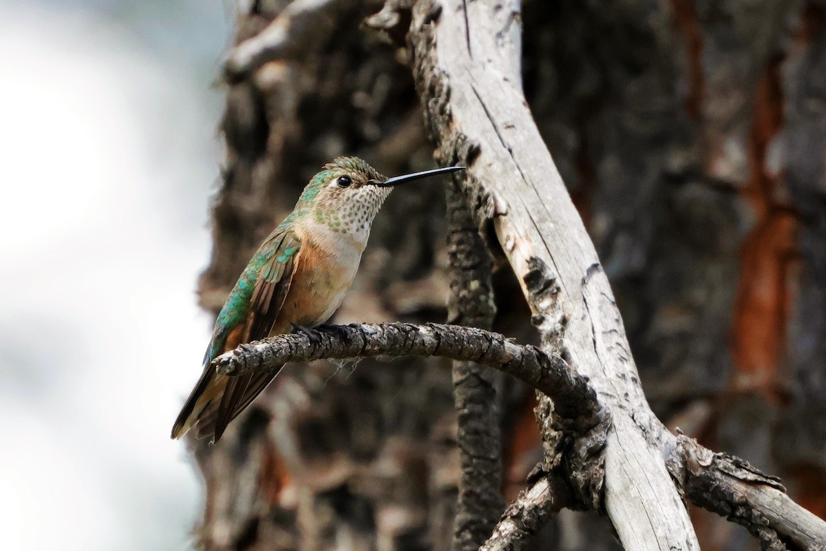 Broad-tailed Hummingbird - ML620775416