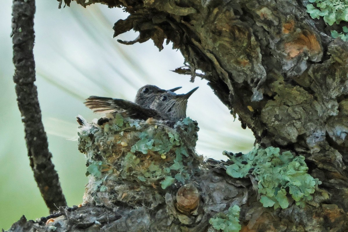 Broad-tailed Hummingbird - ML620775417