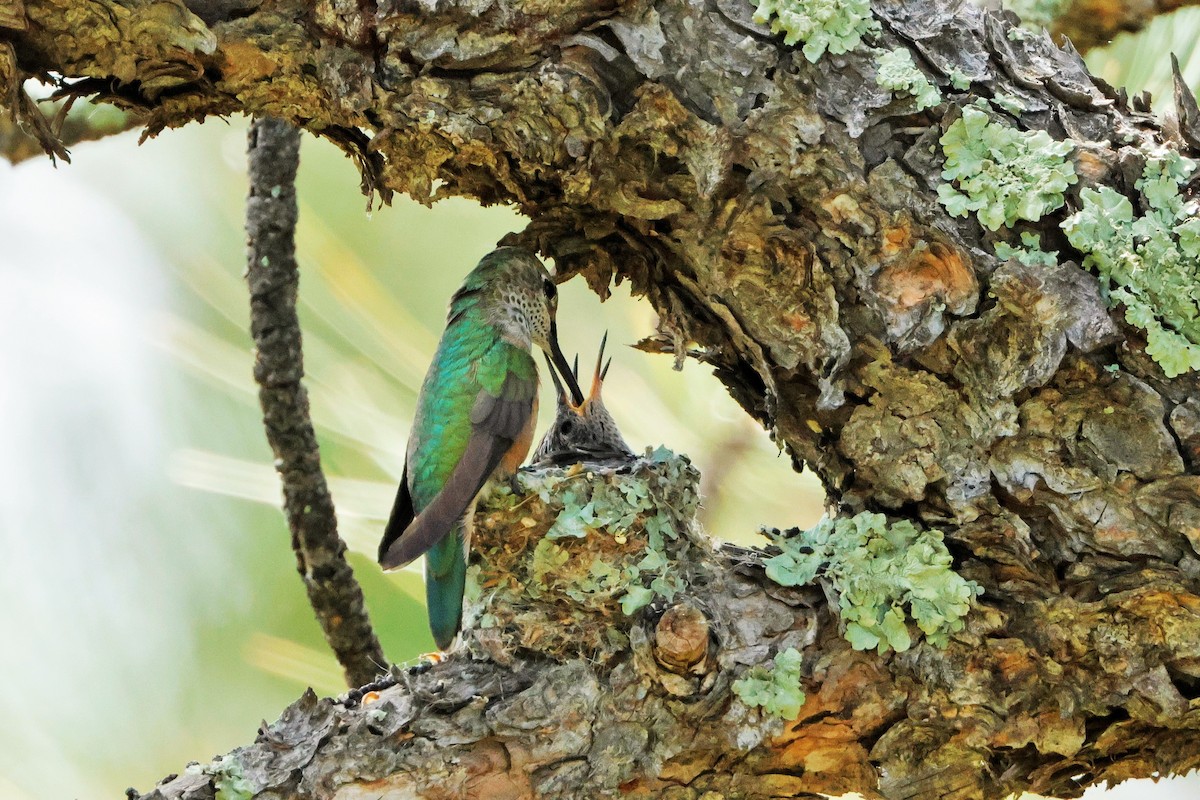 Broad-tailed Hummingbird - ML620775418