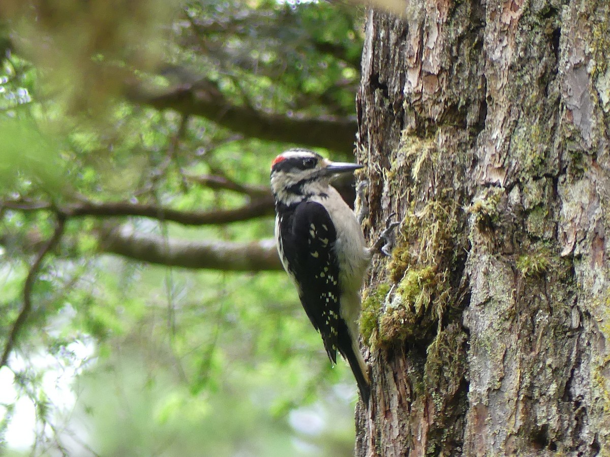 Hairy Woodpecker - ML620775421