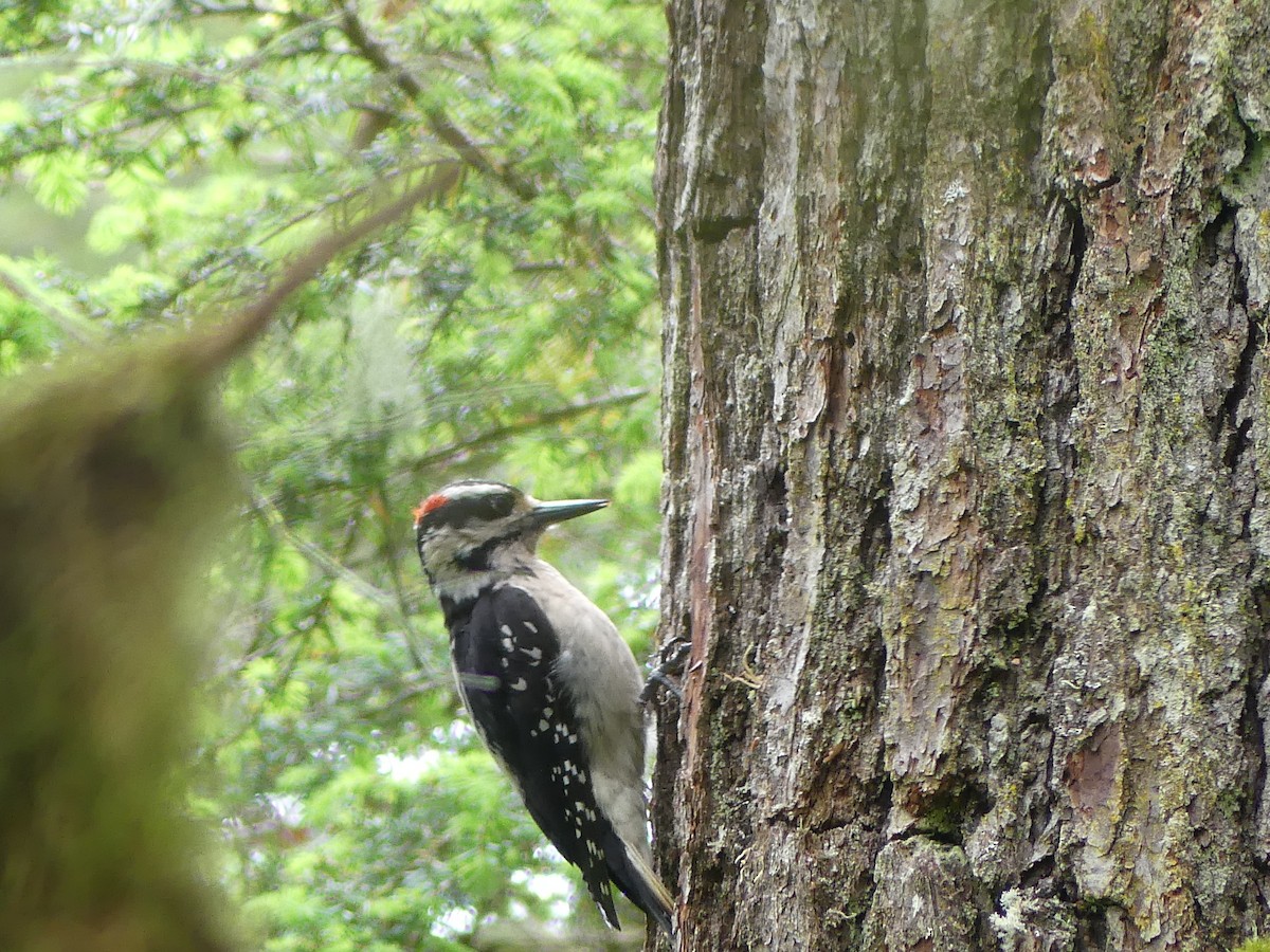 Hairy Woodpecker - ML620775423