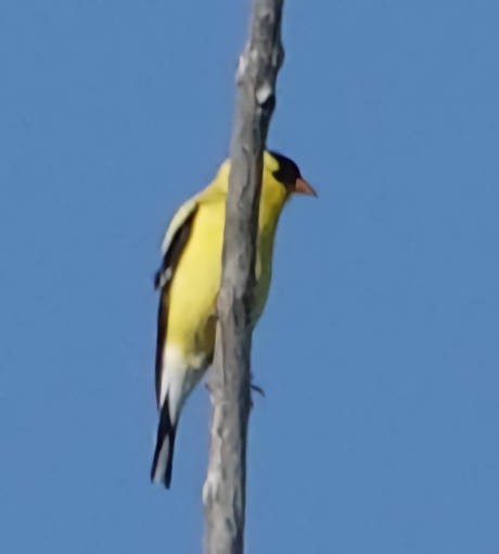 American Goldfinch - ML620775425