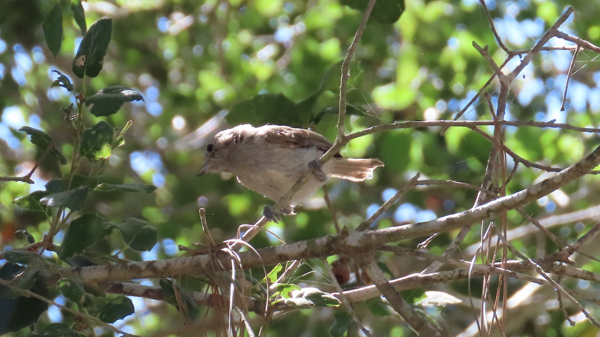 Oak Titmouse - ML620775428