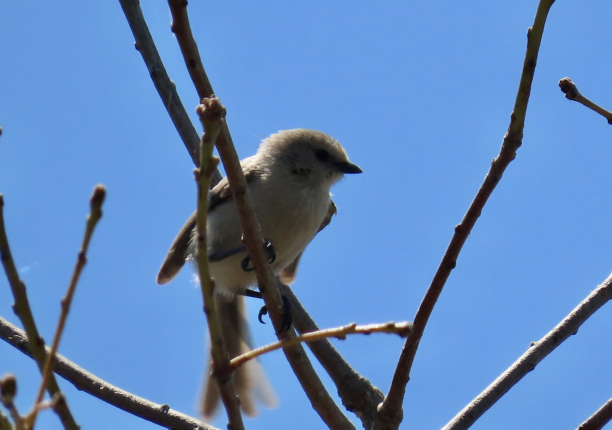 Bushtit - ML620775430