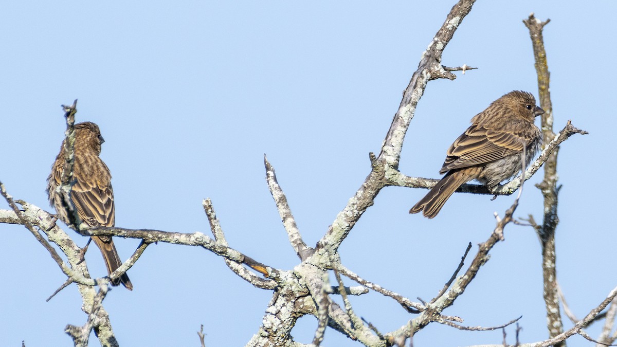 House Finch - ML620775432