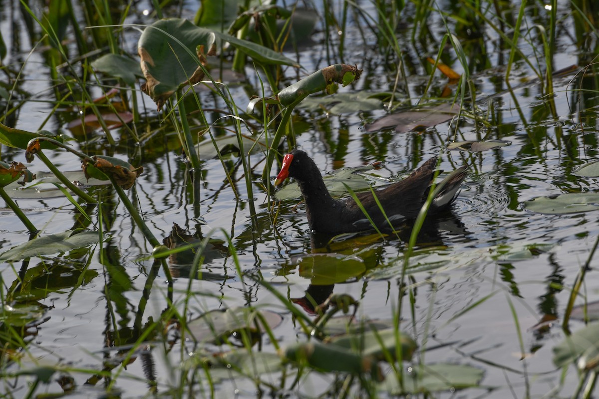 Common Gallinule - ML620775433