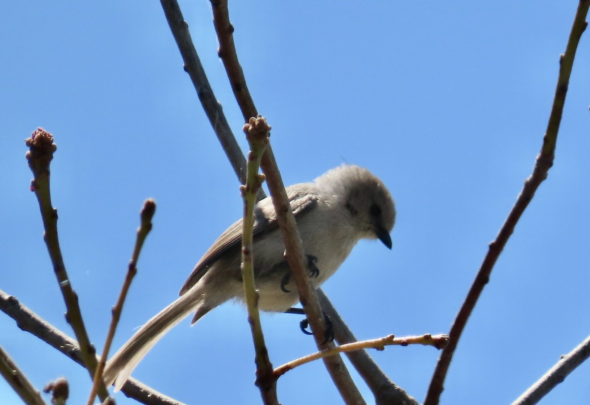 Bushtit - ML620775434