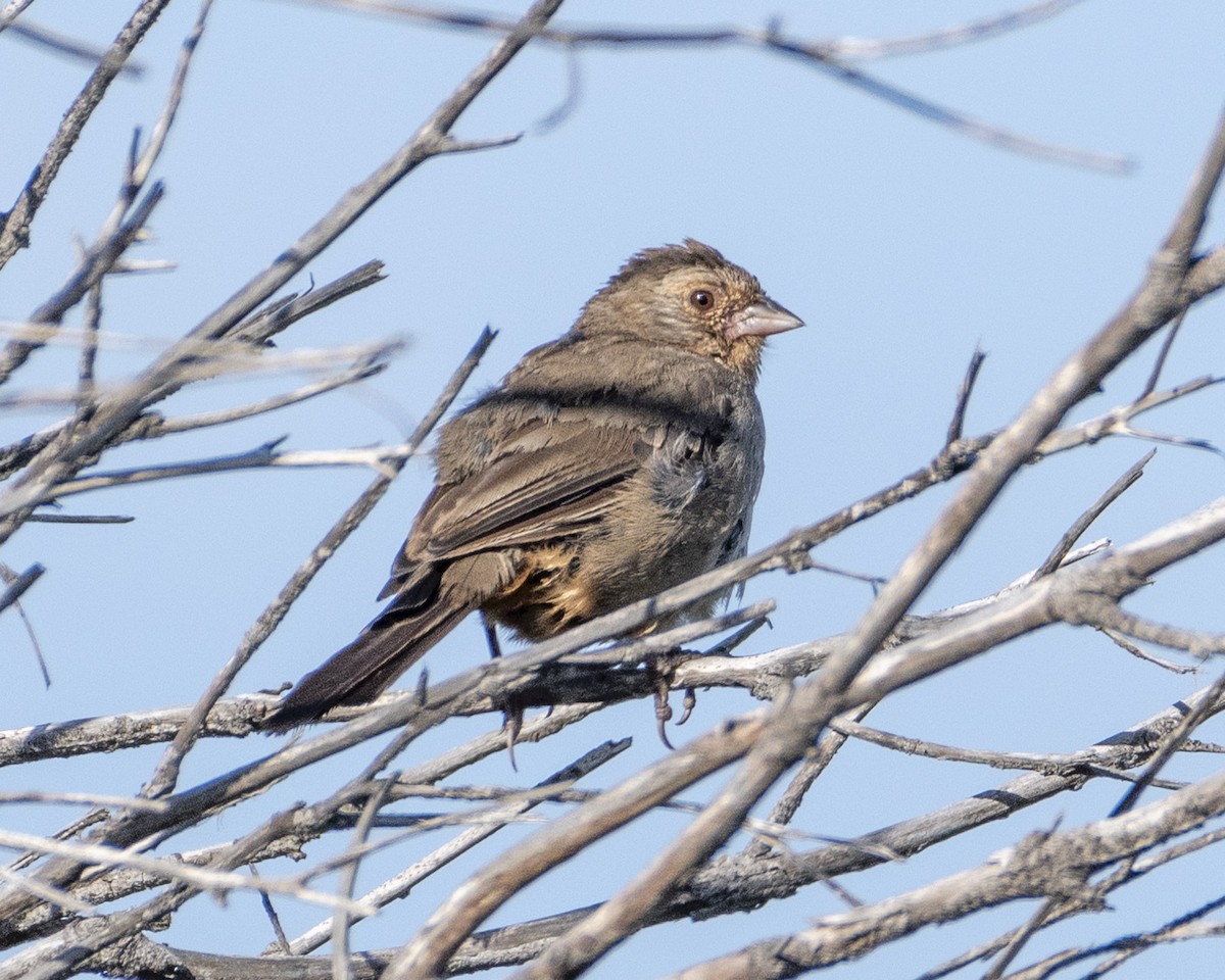 California Towhee - ML620775437