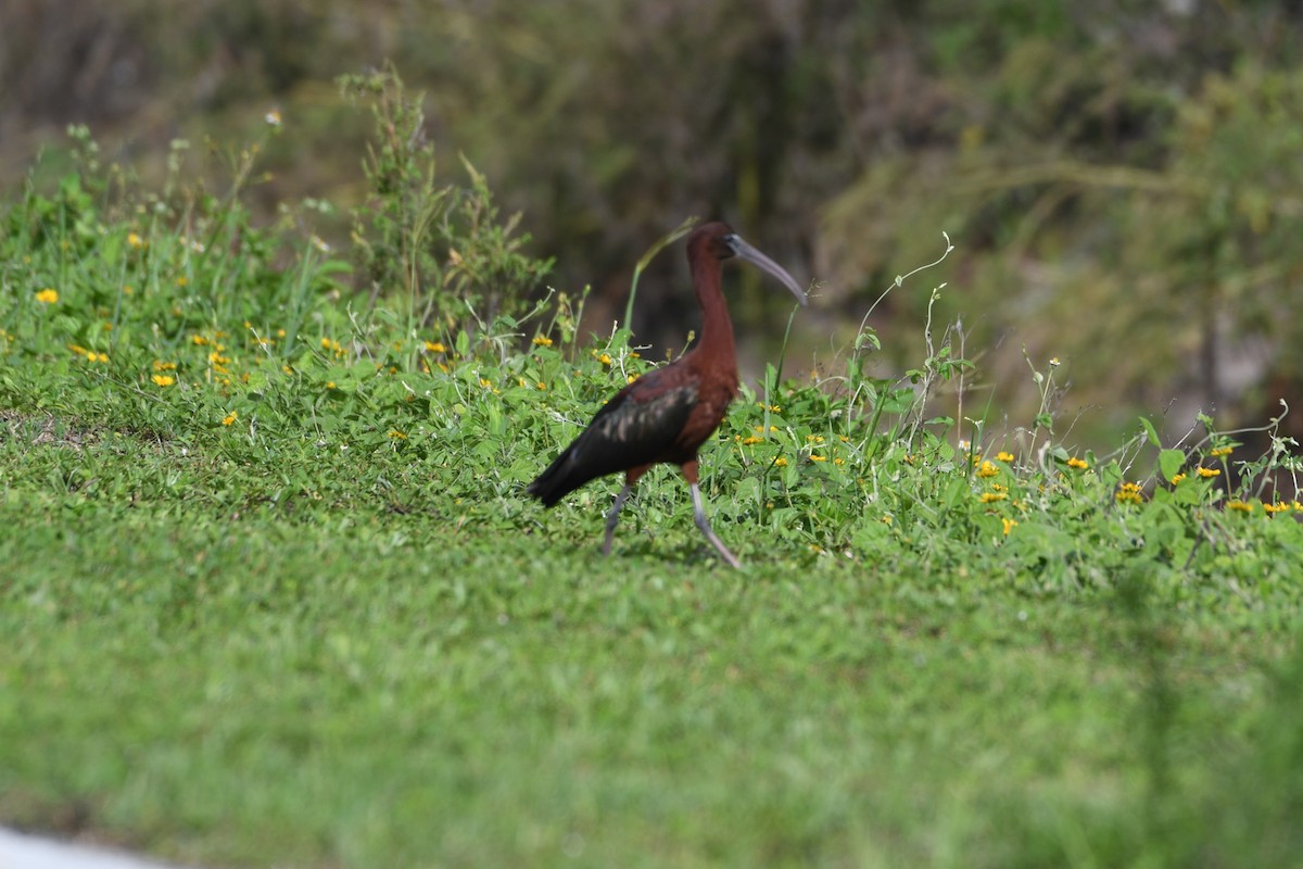 ibis hnědý - ML620775438
