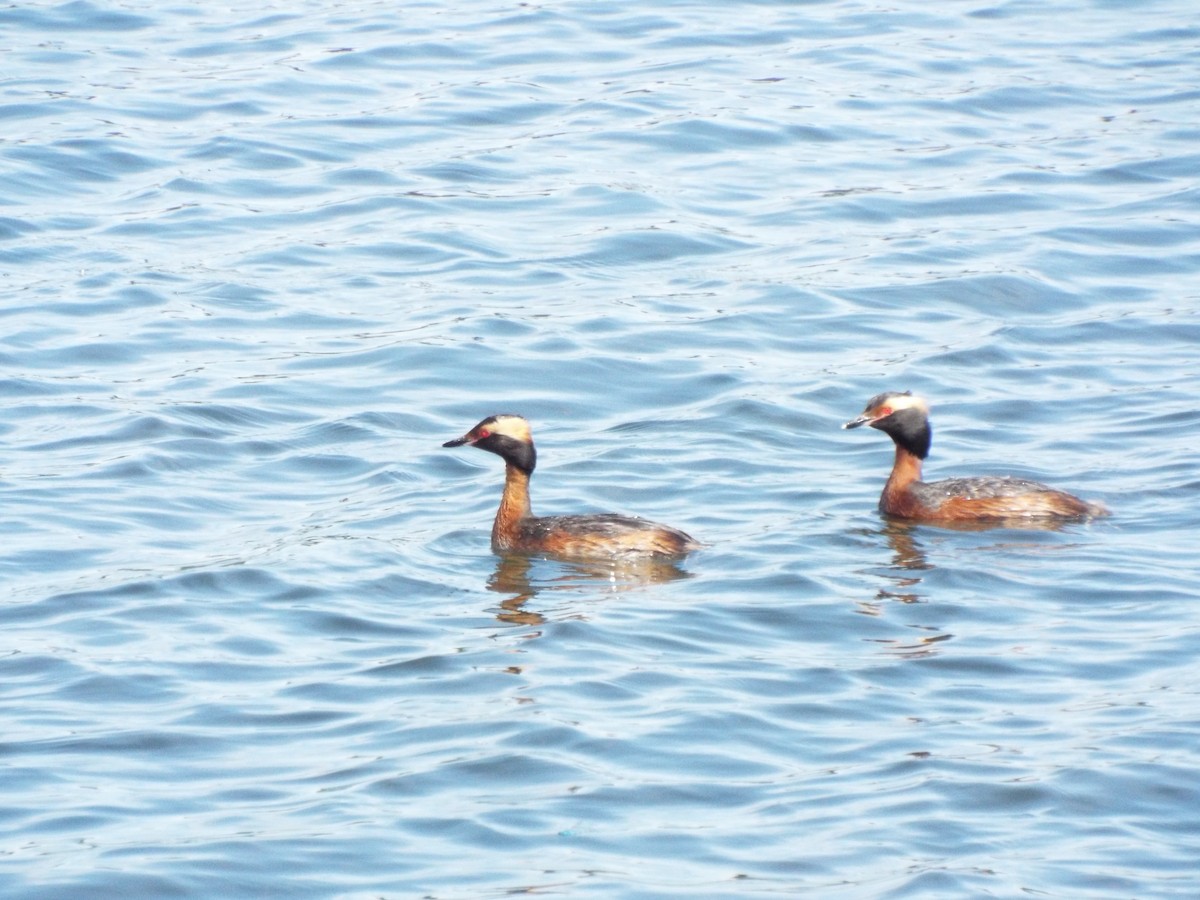 Horned Grebe - ML620775440