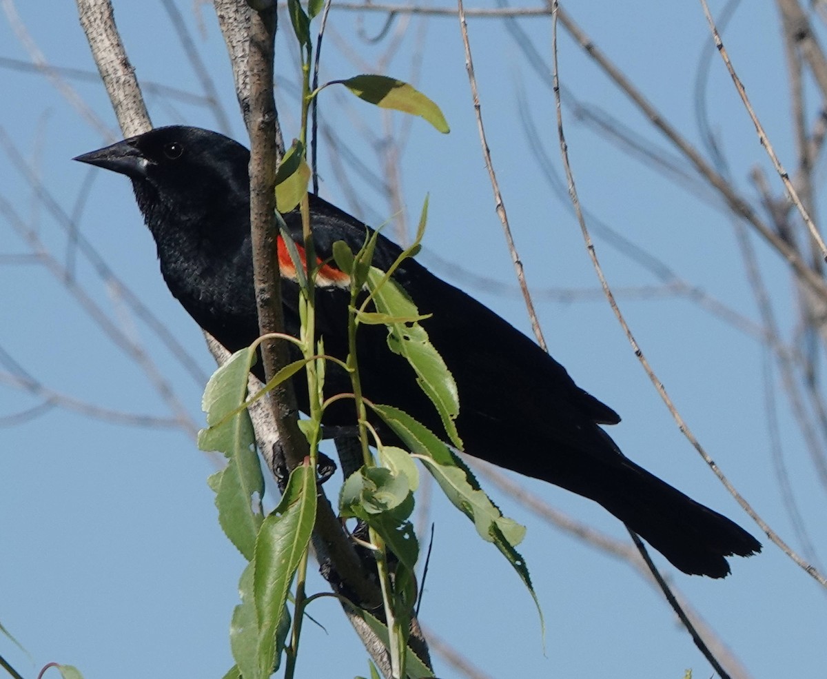 Red-winged Blackbird - Doug Wassmer
