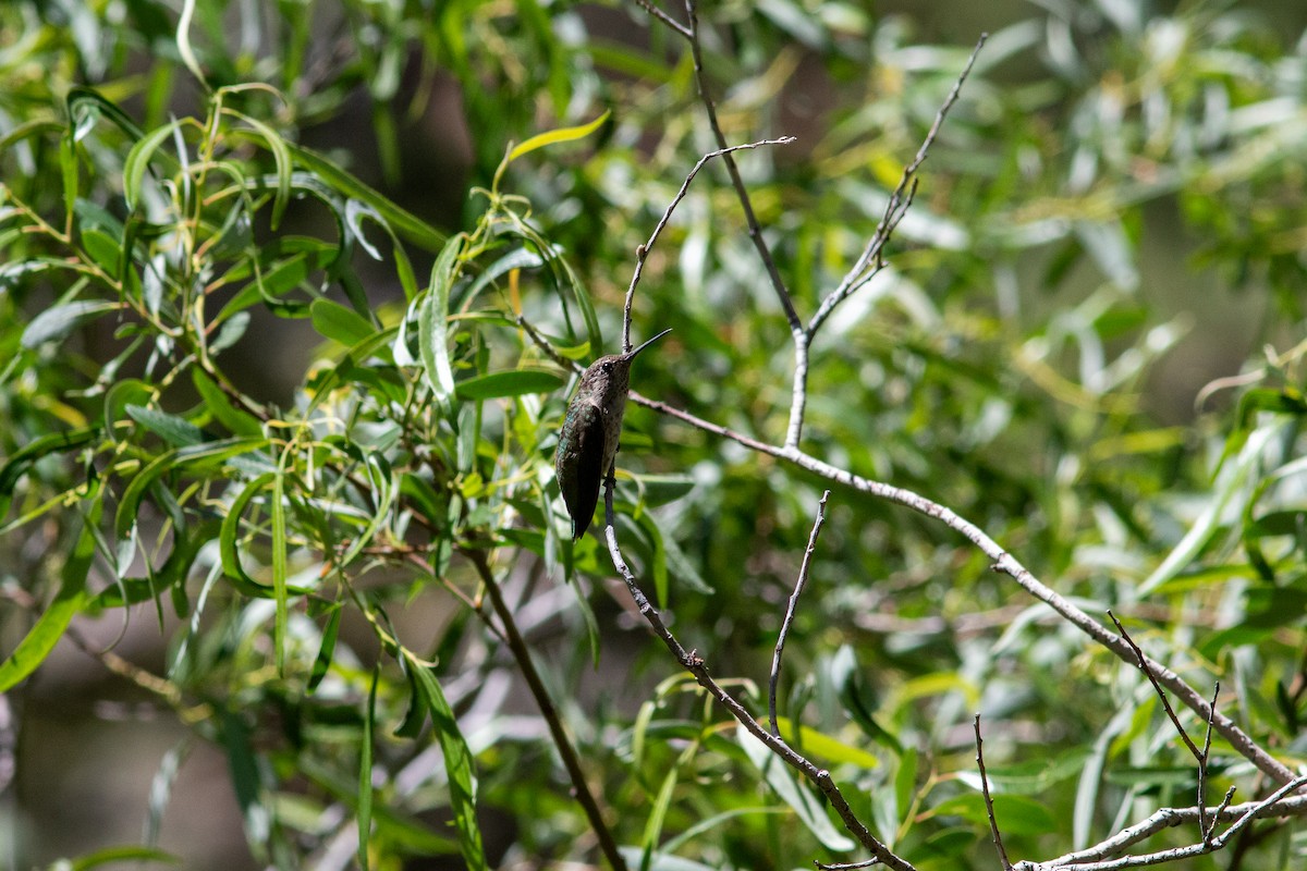 Anna's Hummingbird - ML620775442