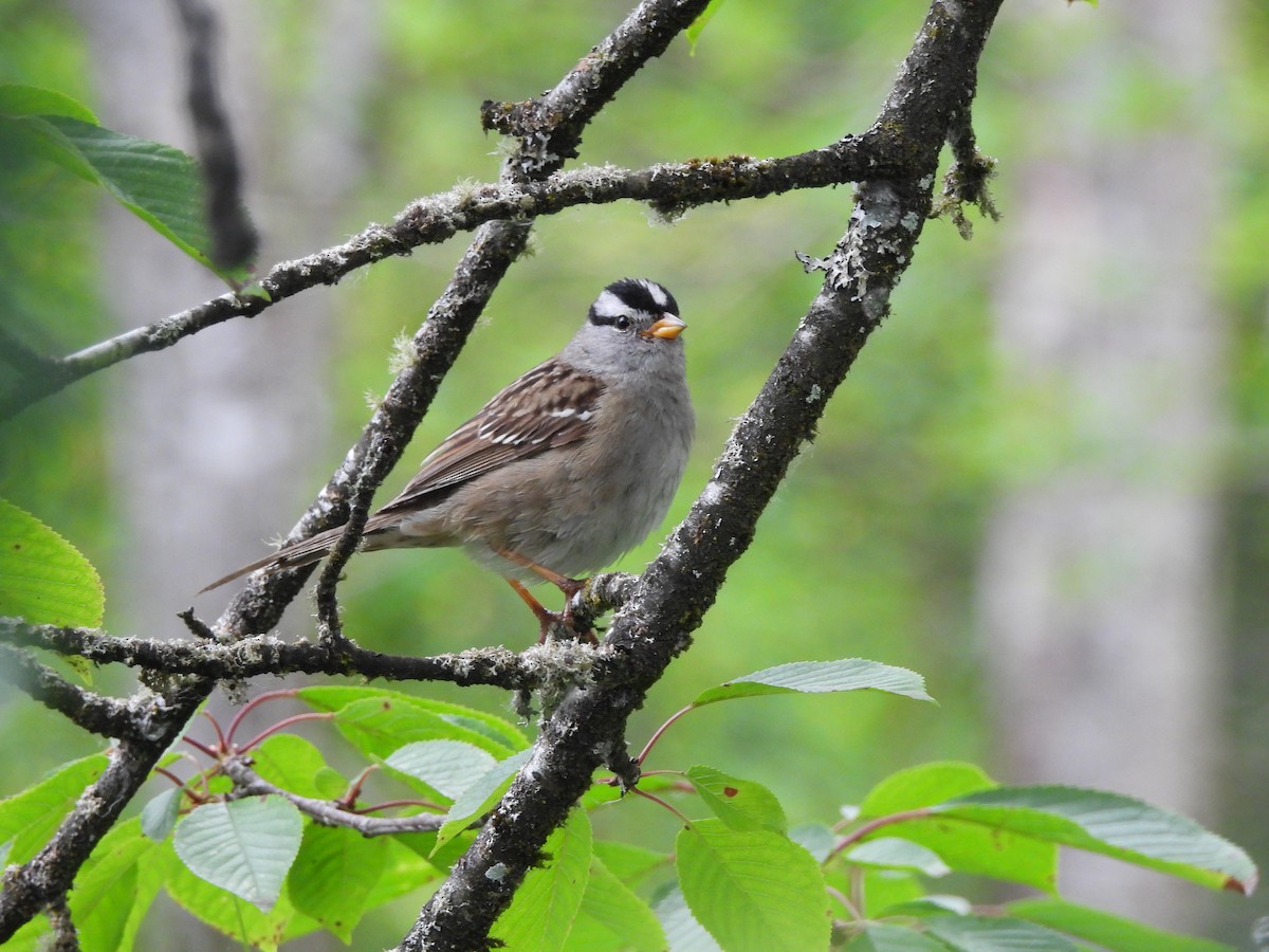 White-crowned Sparrow - ML620775444