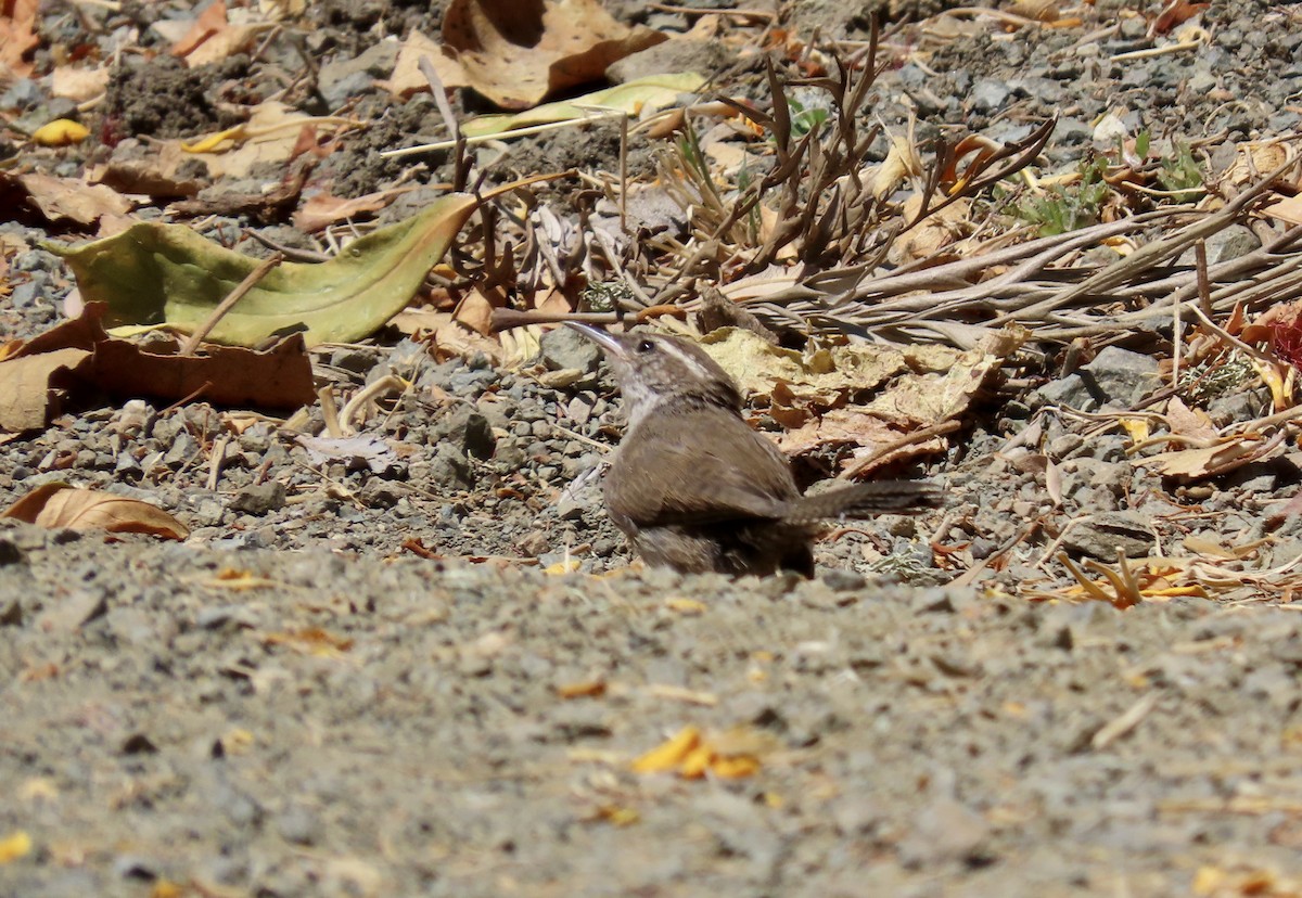 Bewick's Wren - ML620775445