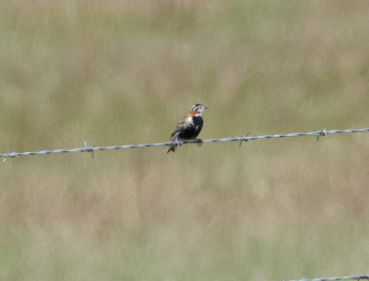 Chestnut-collared Longspur - ML620775448