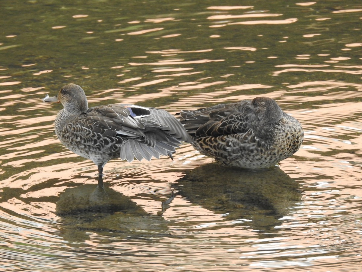 Green-winged Teal (Eurasian) - ML620775452