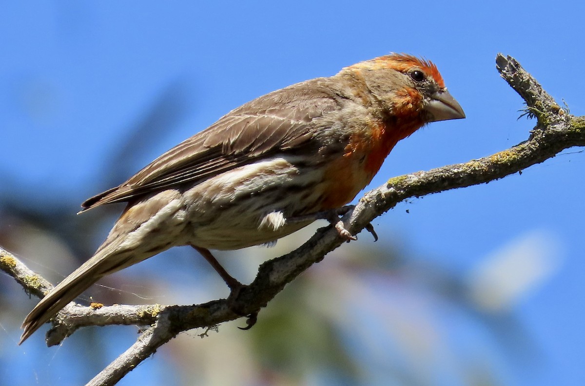 House Finch - ML620775453