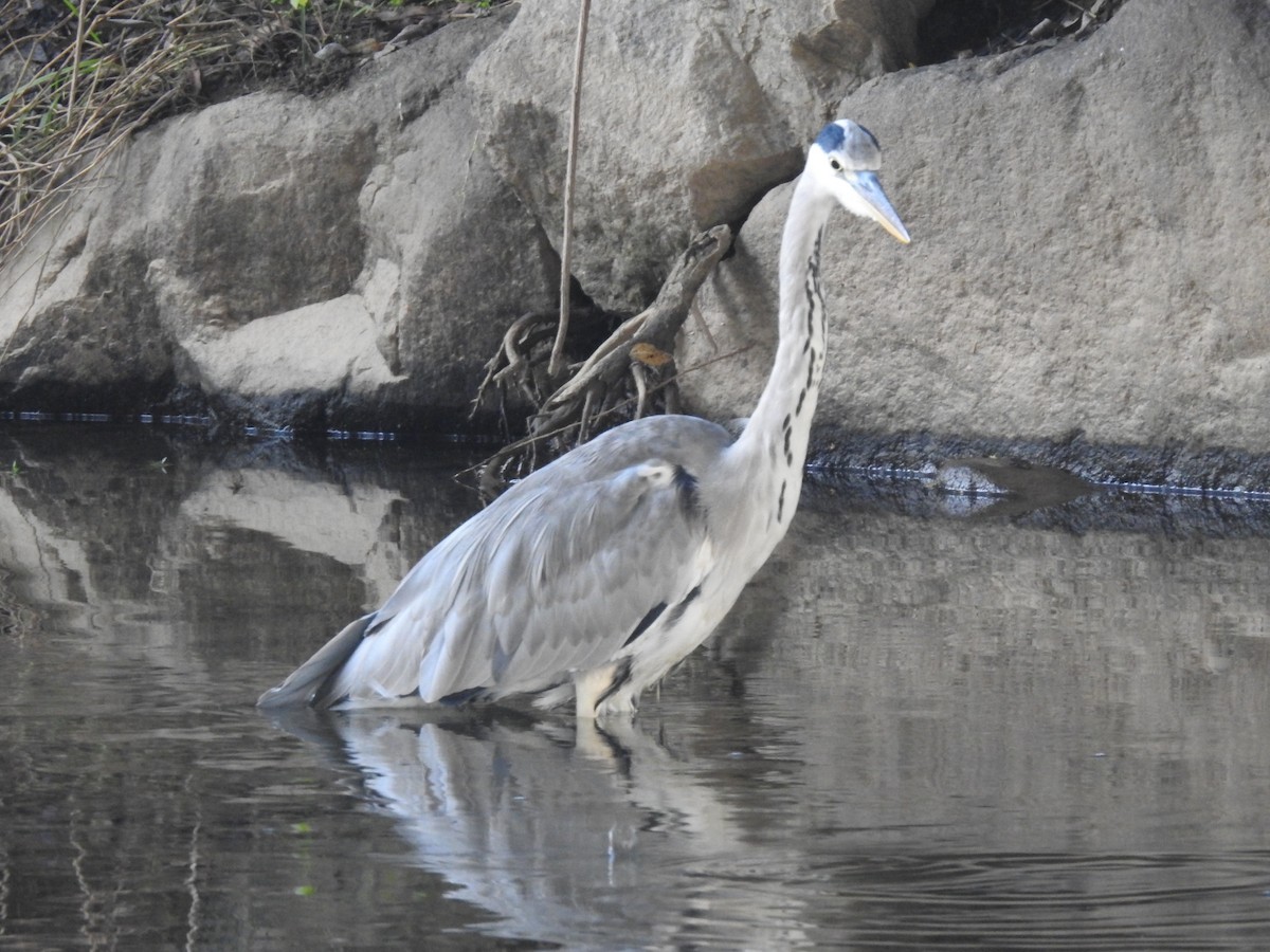 Gray Heron - ML620775456