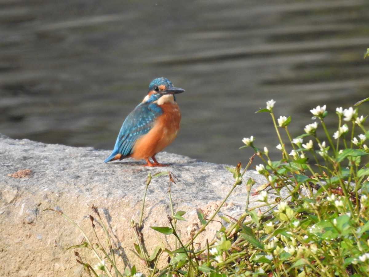 Common Kingfisher - ML620775460