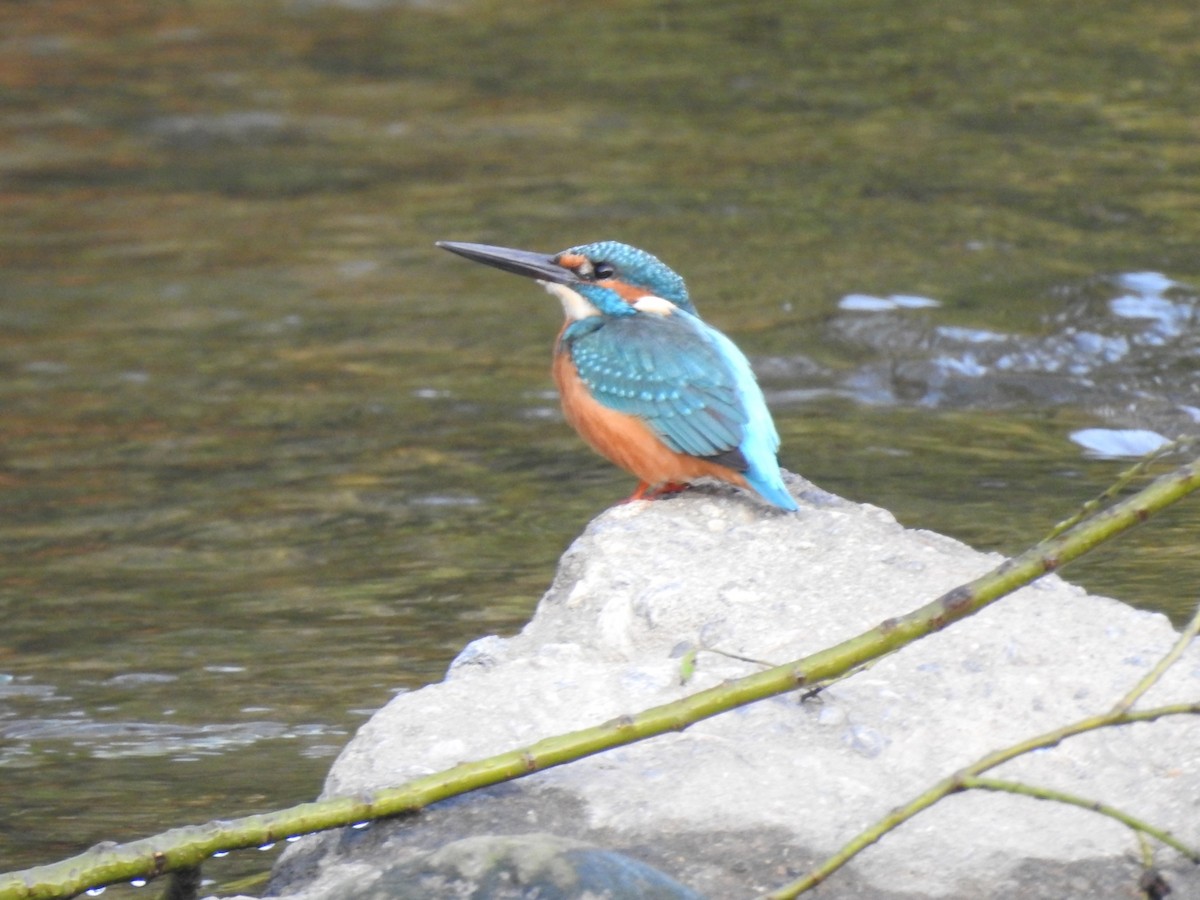 Martin-pêcheur d'Europe - ML620775461