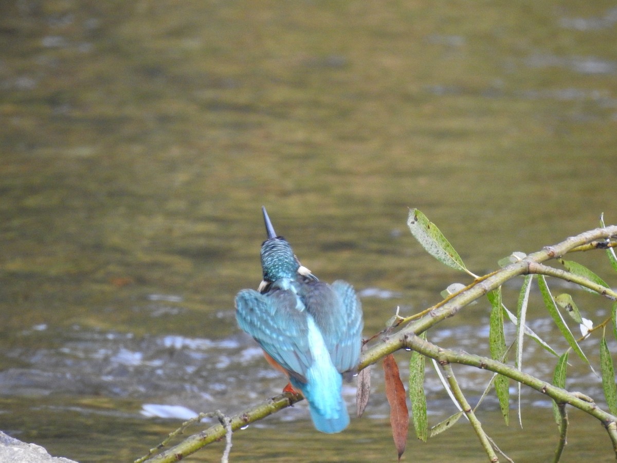 Martin-pêcheur d'Europe - ML620775462