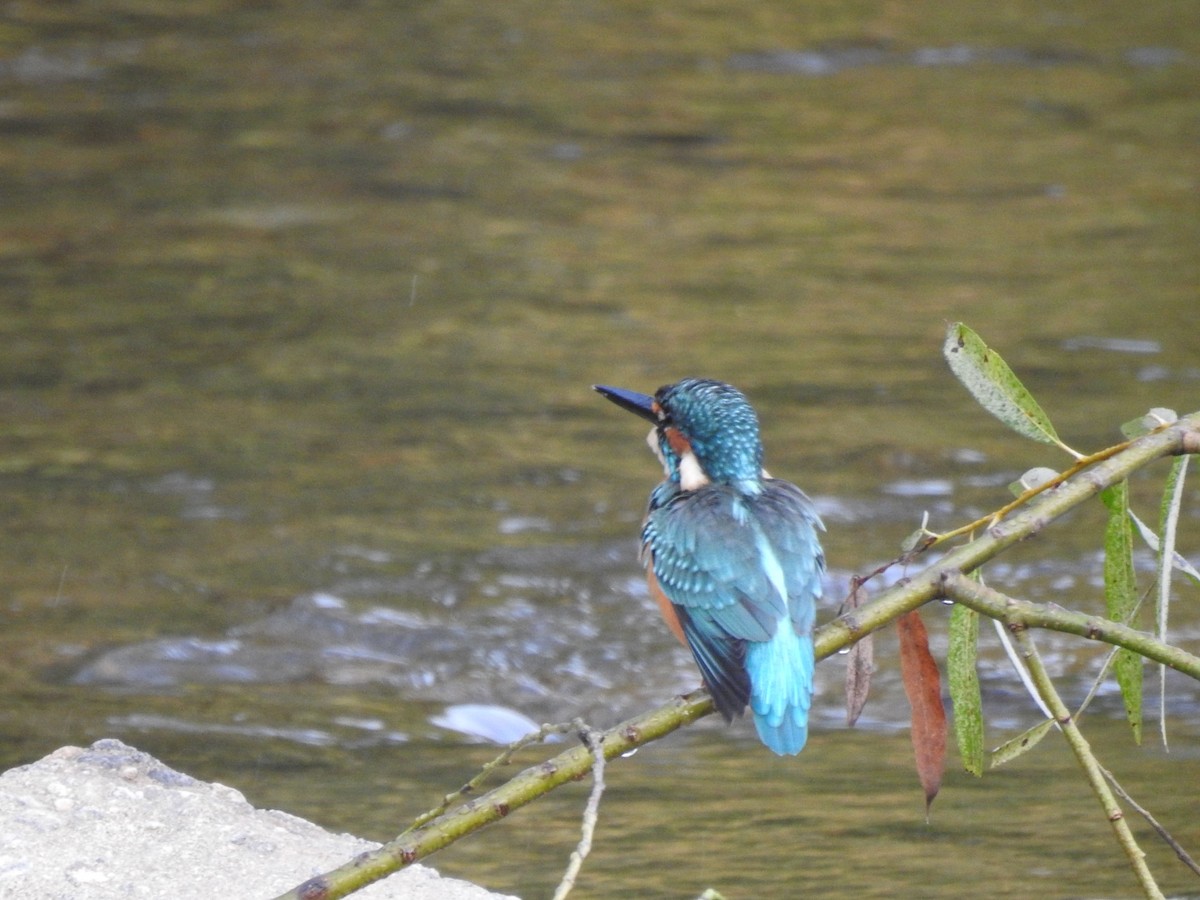 Common Kingfisher - ML620775463