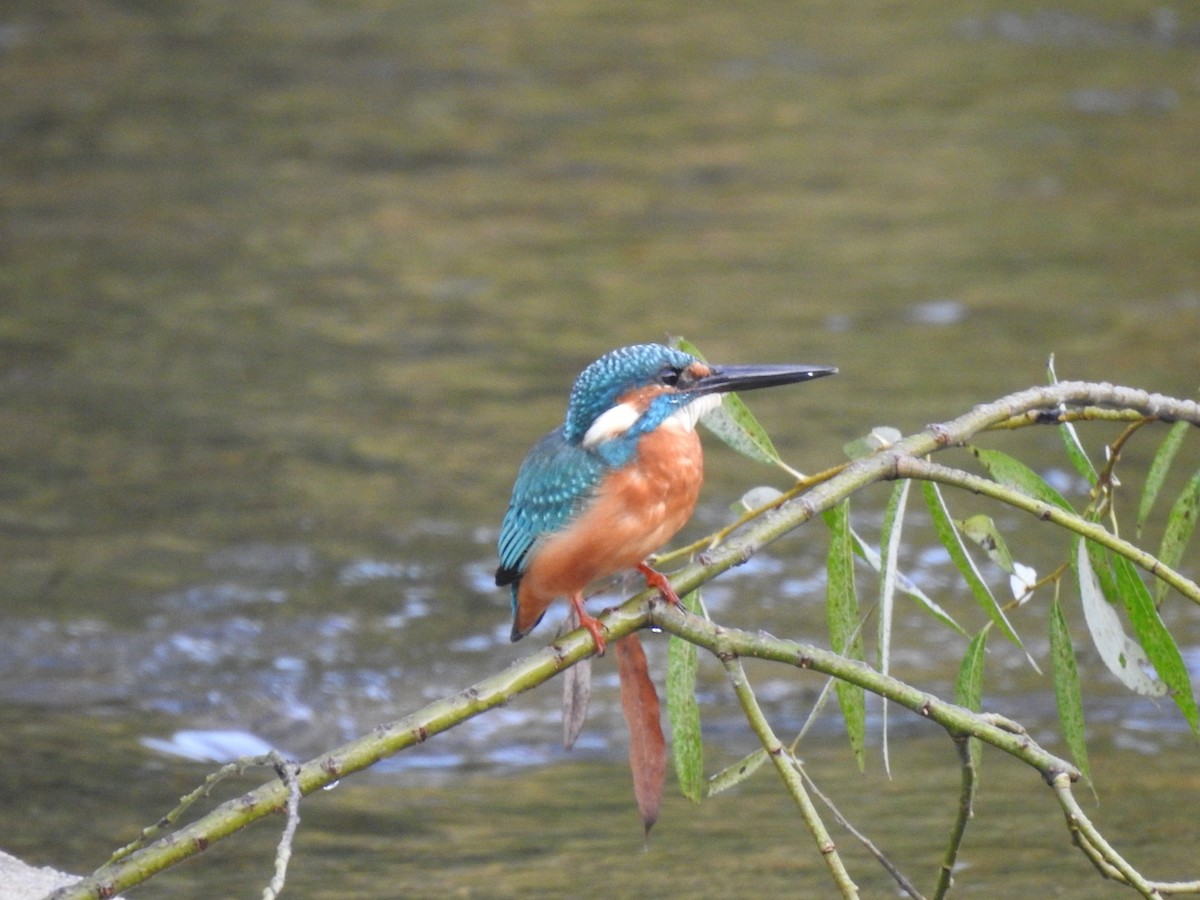 Martin-pêcheur d'Europe - ML620775464