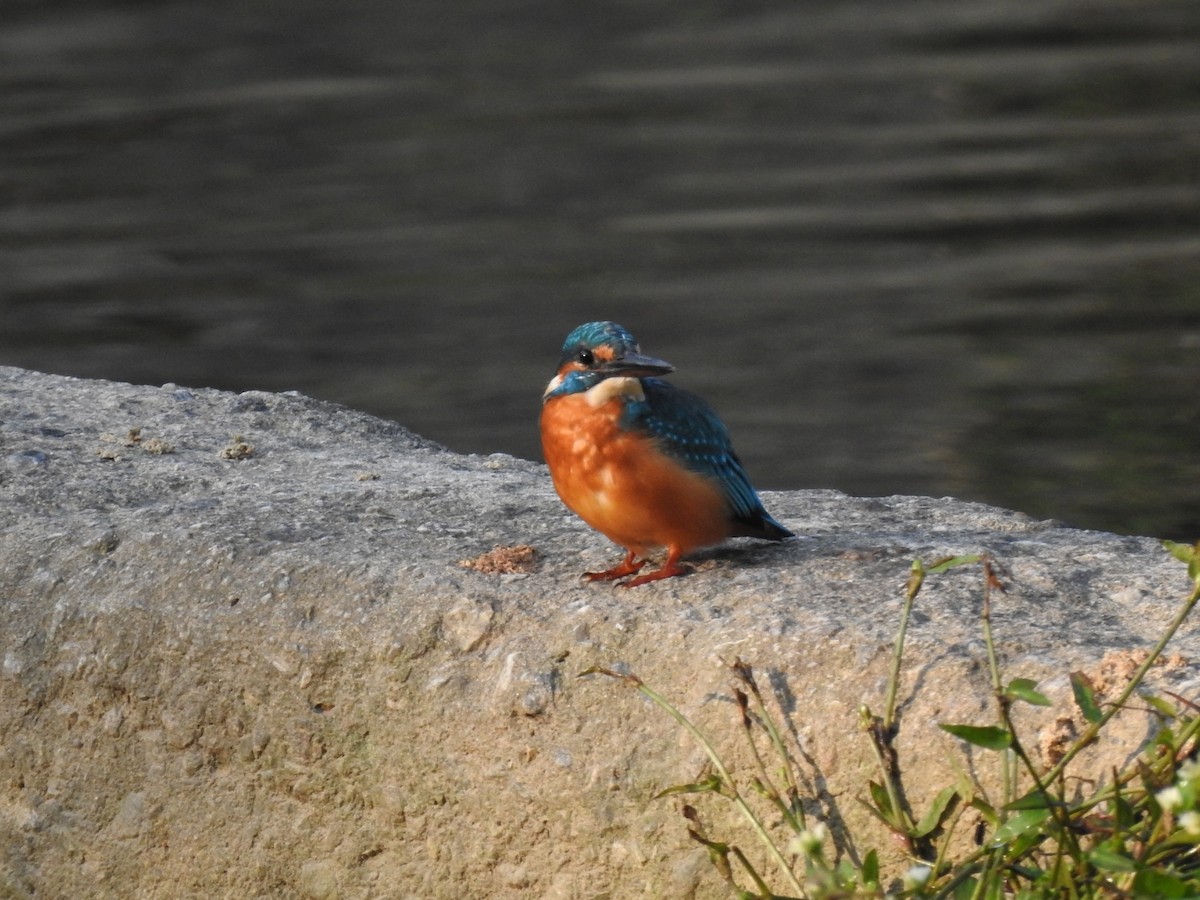 Martin-pêcheur d'Europe - ML620775465