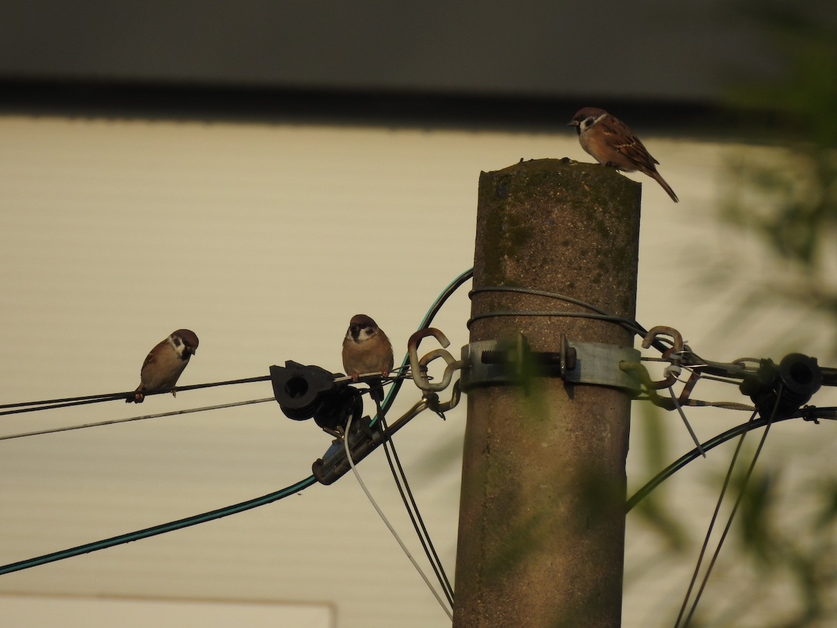 Eurasian Tree Sparrow - ML620775468