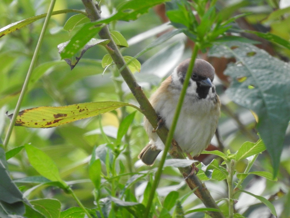 Eurasian Tree Sparrow - ML620775469