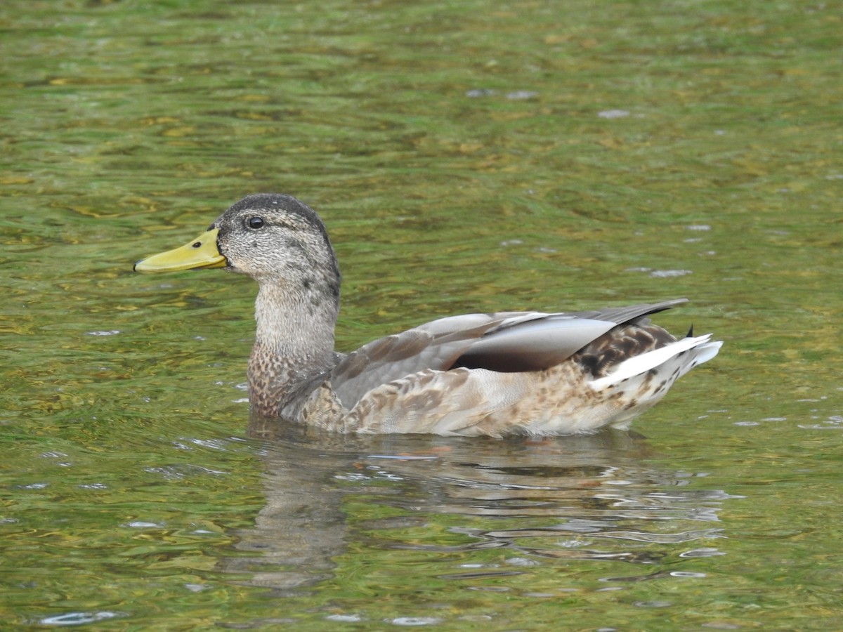 Canard colvert - ML620775475